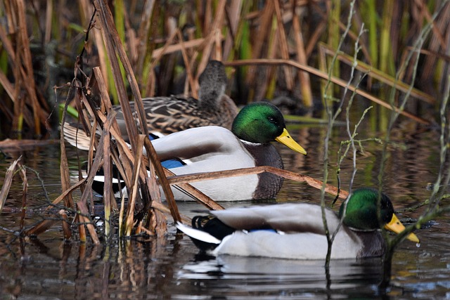 De bedste strategier til at løse svære krydsord