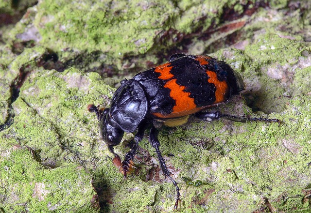 Nye traditioner: Hvordan unge bedemænd forandrer bedemandsbranchen