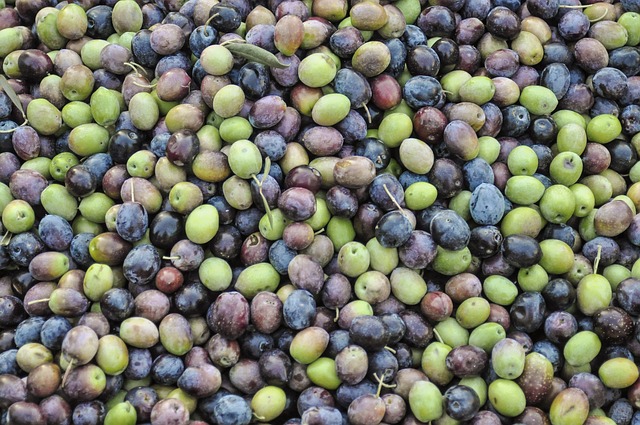 Hvordan dyrker man oliventræer i koldt klima?